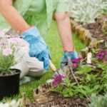 Mycobacterium vaccae, the secret to gardeners' morale