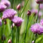 Chives: planting, sowing, dividing
