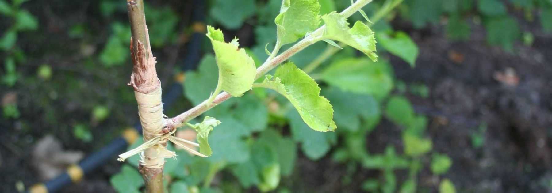 Grafting trees: different techniques