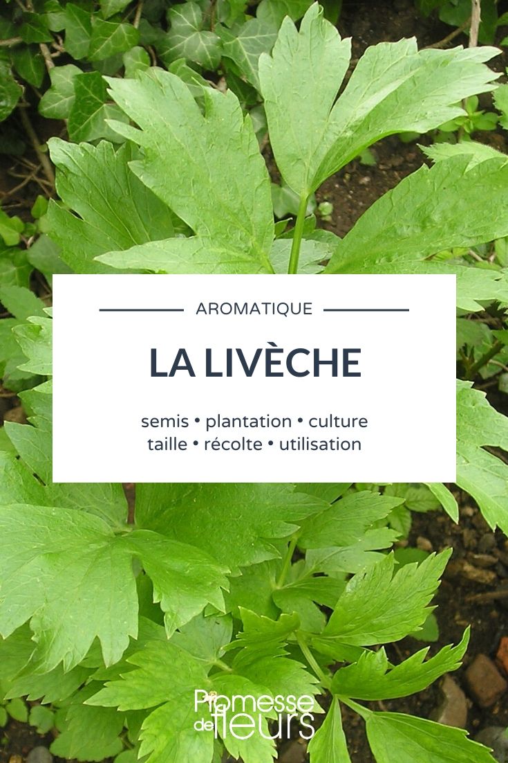 All About Cow Parsley Mountain Bladderseed, Perpetual Celery: Everything You Need to Know