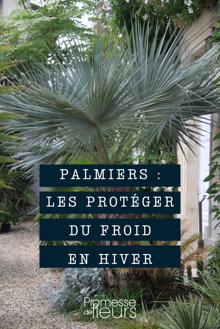 Palm Tree: Protecting from Cold