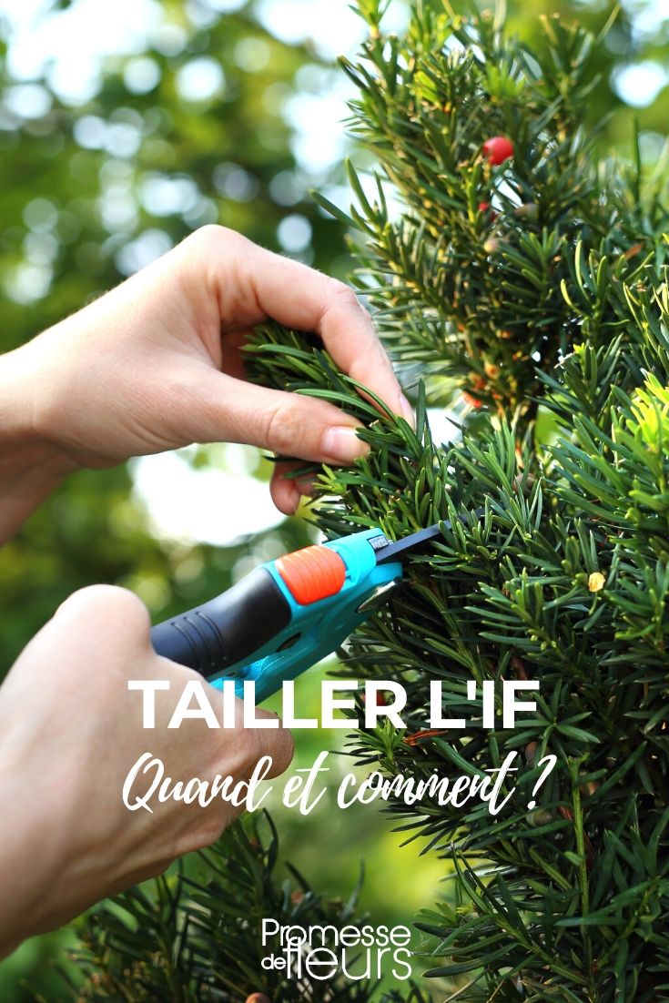 Pruning the Yew (Taxus)