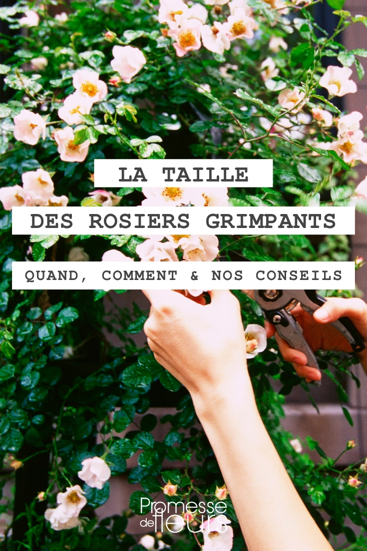 Pruning Climbing Roses Climbing Rose: Pruning