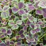 Clover, Trifolium: planting, sowing, maintaining