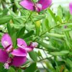 Polygala: planting, pruning, and caring for