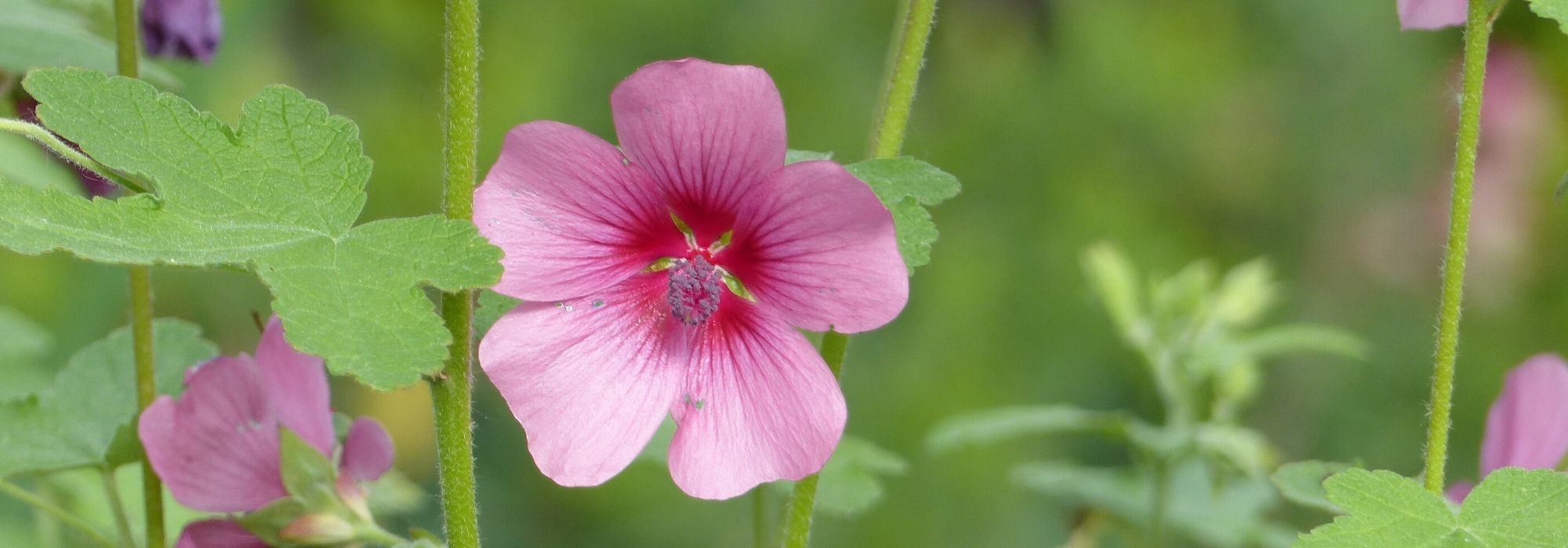 Anisodontea: planting, care, pruning