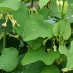 Dutchman's pipe: planting, growing