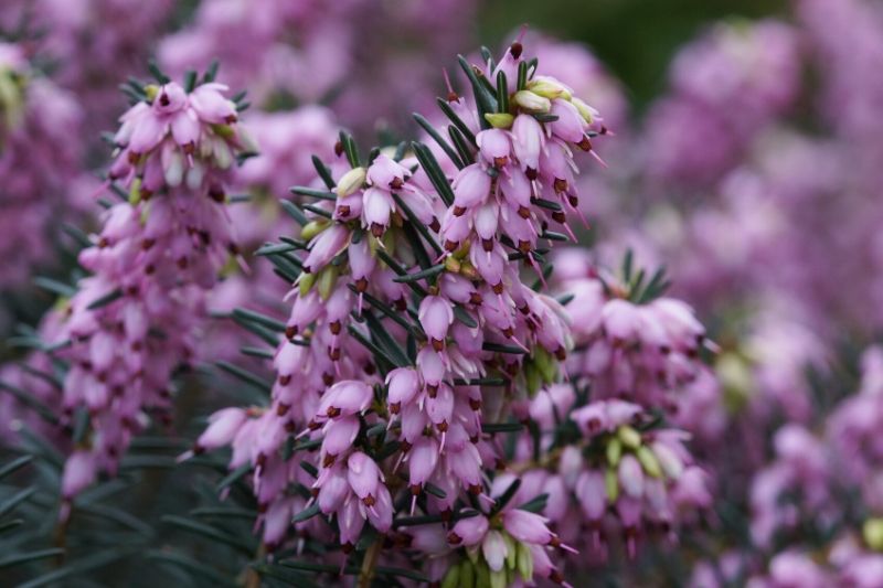 5 heathers in pots: my little collection