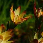 Leucadendron: planting, cultivation, and care