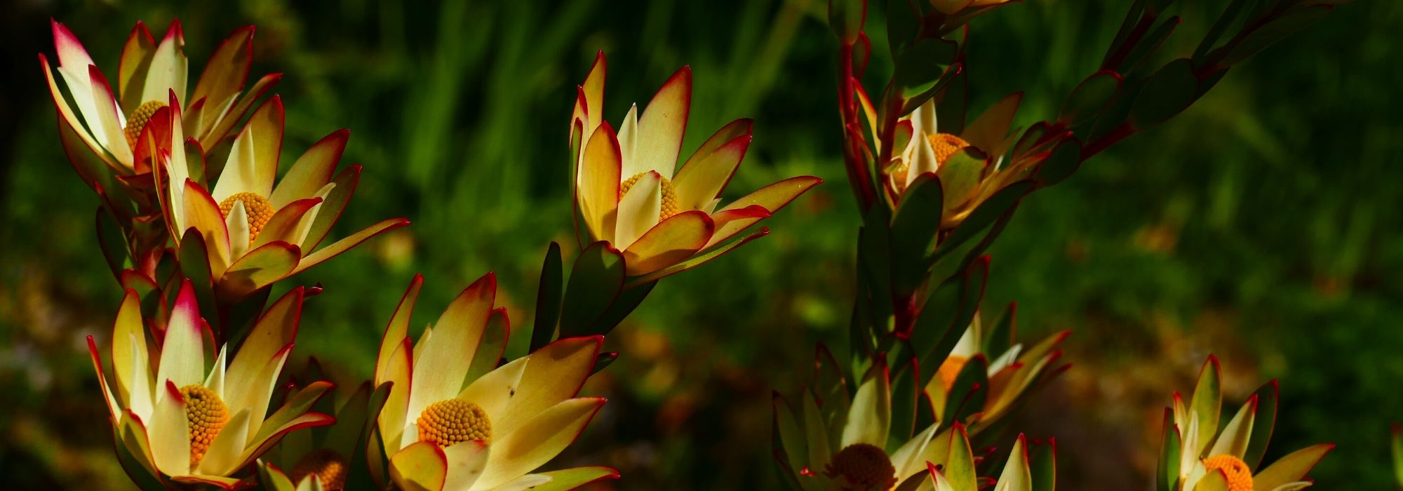Leucadendron: planting, cultivation, and care