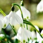 Snowdrop, Leucojum: planting, cultivation, maintenance