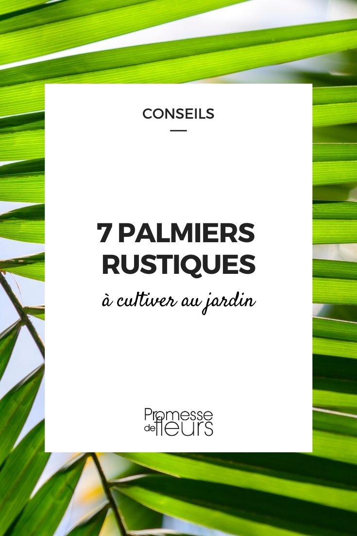 Hardy Palms to Grow in the Garden