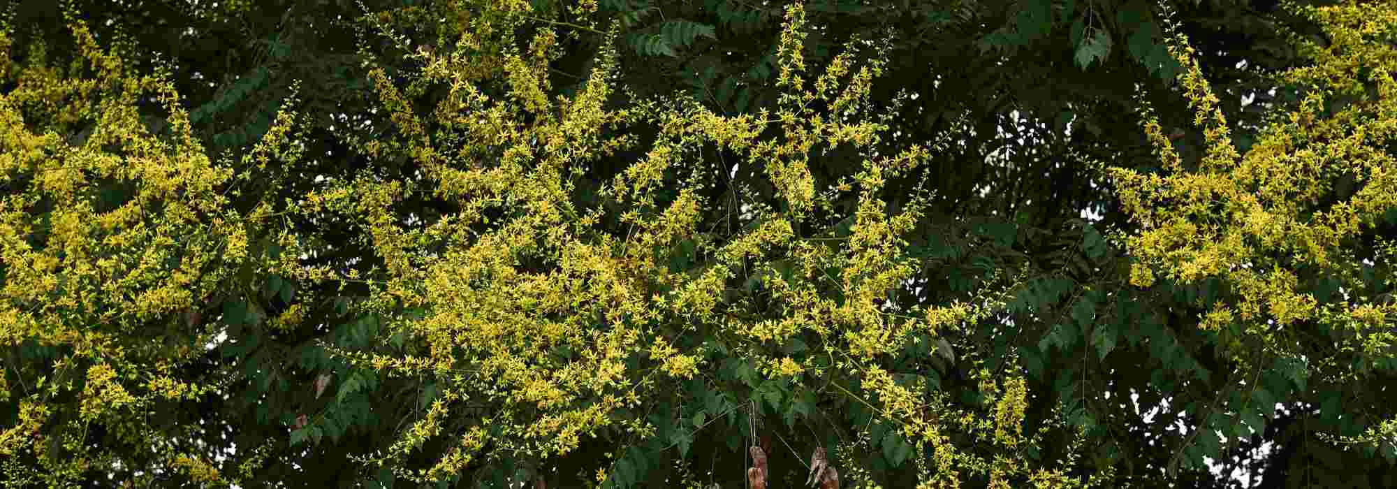 Pride of India, Koelreuteria: planting, care