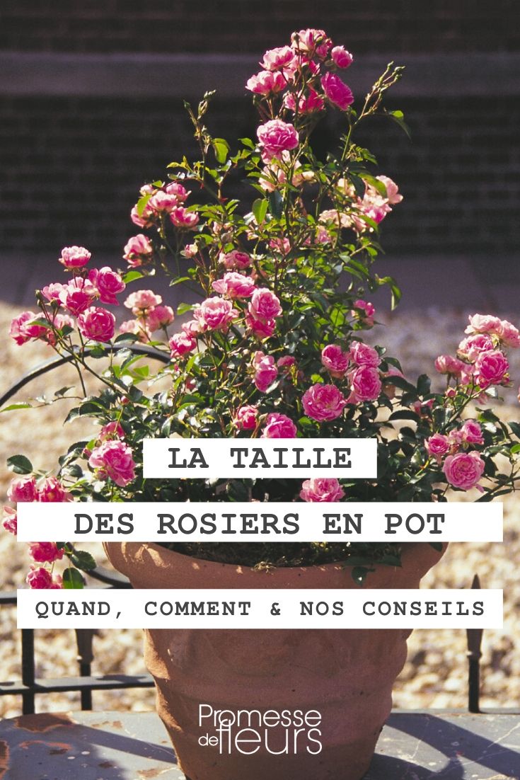 When and How to Prune a Potted Rose Bush
