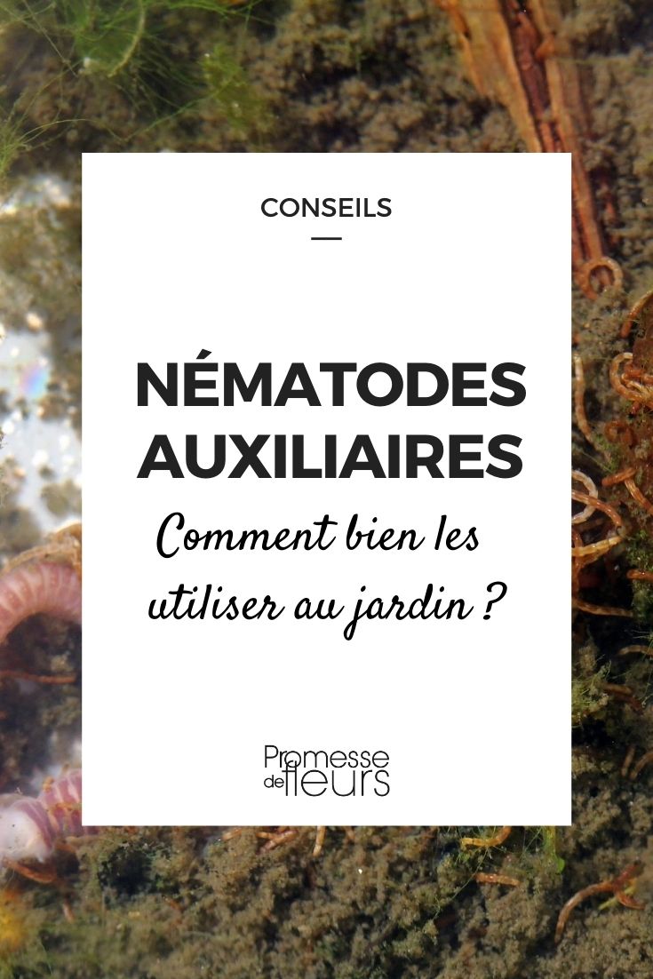 Beneficial Nematodes: How to Use Them Effectively in the Garden? Our Advice