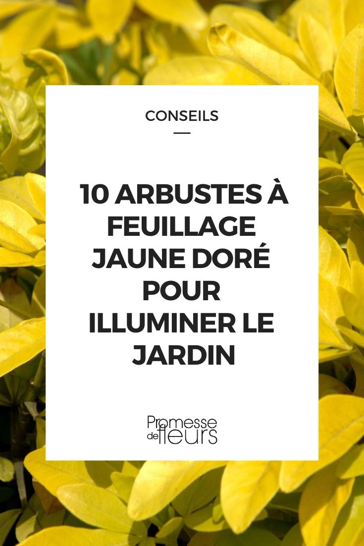 10 Golden-Yellow Foliage Bushes to Brighten Up the Garden