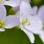 Cardamine: planting, growing