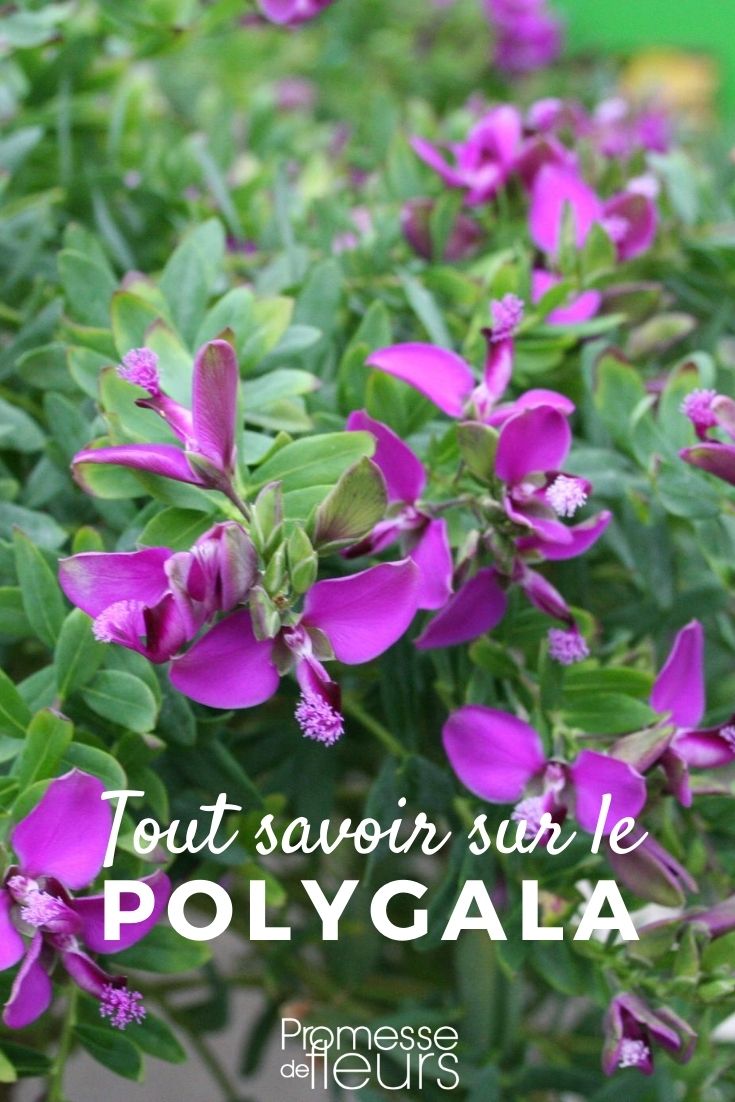 Polygala: Everything You Need to Know Polygala: Everything You Need to Know