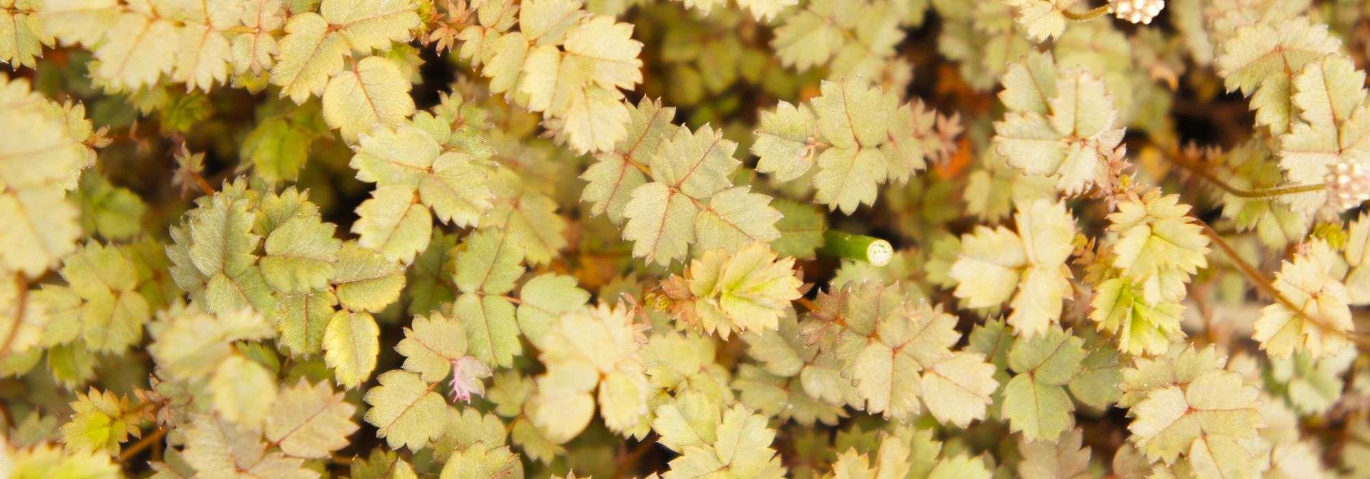 Acaena, also known as the New Zealand burr, is a charming plant that can add texture and interest to your garden. Here’s how to plant and grow it successfully.

### Planting Acaena

1. **Location**: Choose a sunny to partially shaded spot in your garden. Acaena thrives in well-drained soil.
2. **Soil Preparation**: Ensure the soil is rich in organic matter. You can mix in compost to improve soil quality.
3. **Spacing**: Space the young plants about 30 cm apart to allow for their spreading habit.
4. **Planting**: Dig a hole slightly larger than the root ball of the plant. Place the plant in the hole, backfill with soil, and water thoroughly.

### Growing Acaena

1. **Watering**: Keep the soil consistently moist, especially during dry spells. However, avoid waterlogging.
2. **Fertilising**: Apply a balanced fertiliser in spring to promote healthy growth.
3. **Pruning**: Trim back any dead or damaged foliage to encourage new growth.
4. **Pests and Diseases**: Watch for common pests like aphids. Treat infestations promptly with appropriate measures.

With the right care, Acaena can be a delightful addition to your garden, providing ground cover and unique foliage throughout the growing season.