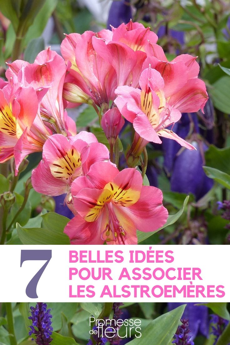 Pairing Alstroemerias