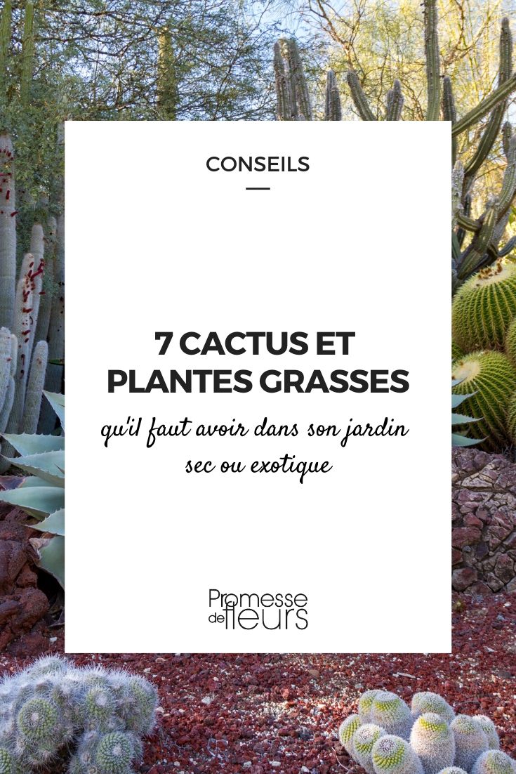 7 Essential Cacti and Succulents