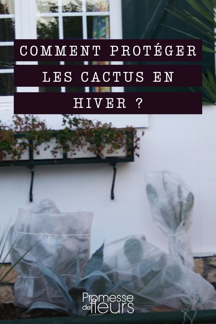 Protecting a Cactus in Winter

Cacti are fascinating plants that often bring a touch of exotic flair to our homes and gardens. However, despite their tough appearance, many cacti are quite sensitive to the cold and require special care during the winter months, especially in cooler climates. Here’s how you can ensure your spiky friend stays healthy through the winter.

### 1. Understand Your Cactus's Cold Tolerance

Firstly, it's crucial to know the cold tolerance of your cactus. Some species can withstand frost, while others may suffer at temperatures below 10°C. Check the specific needs of your cactus to tailor your care approach.

### 2. Move Indoors If Necessary

If you live in an area with harsh winters, it's wise to move your cactus indoors. Place it in a location where it can receive plenty of sunlight, such as near a south-facing window. This will help mimic its natural environment and keep it healthy.

### 3. Reduce Watering

During winter, cacti enter a dormant period and require much less water. Overwatering can lead to root rot, which is particularly dangerous when the plant is not actively growing. Water sparingly, allowing the soil to dry out completely between waterings.

### 4. Maintain Air Circulation

Good air circulation is essential to prevent pest infestations and fungal diseases, which can be more prevalent in winter due to lower temperatures and reduced airflow. If you’ve brought your cactus indoors, make sure the area is not too humid and has adequate air movement.

### 5. Avoid Cold Drafts

Keep your cactus away from cold drafts, such as those near doors or leaky windows. Sudden temperature drops can stress the plant, leading to damage or disease.

### 6. Provide Adequate Light

Light is crucial for cacti, even during the winter. Lack of sufficient light can cause the plant to become etiolated, where it stretches abnormally towards the light source. If natural light is insufficient, consider using a grow light to supplement.

### 7. Monitor for Pests

Keep an eye out for pests like mealybugs, spider mites, and scale insects, which can take advantage of the indoor winter environment. Regular inspections and prompt treatment can keep these pests at bay.

By following these tips, you can help your cactus navigate the winter safely and emerge healthy and vibrant for the spring. Remember, each cactus species may have specific needs, so adjust your care accordingly. Happy gardening!