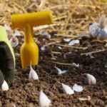 Vegetable garden calendar - February