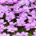 Campion: to plant, to sow, to grow