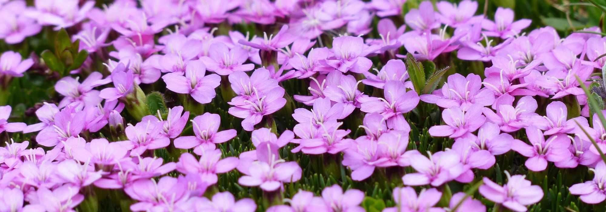 Campion: to plant, to sow, to grow