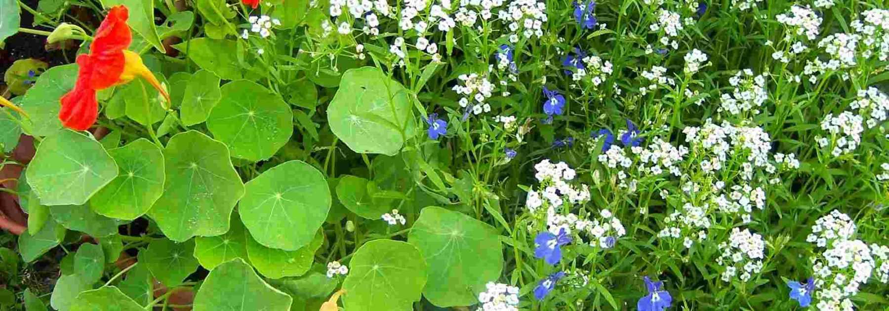 10 easy-to-sow annual flowers