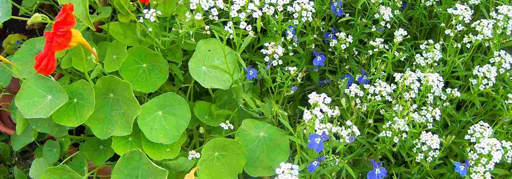 10 easy-to-sow annual flowers