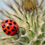 Organic pest control in the garden and vegetable patch: beneficial insects