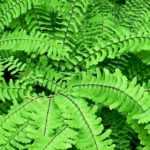 The Capillary or Adiantum: planting, cultivation, and care