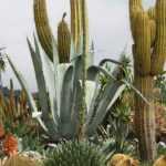 Cacti and outdoor succulents: planting, growing, and care