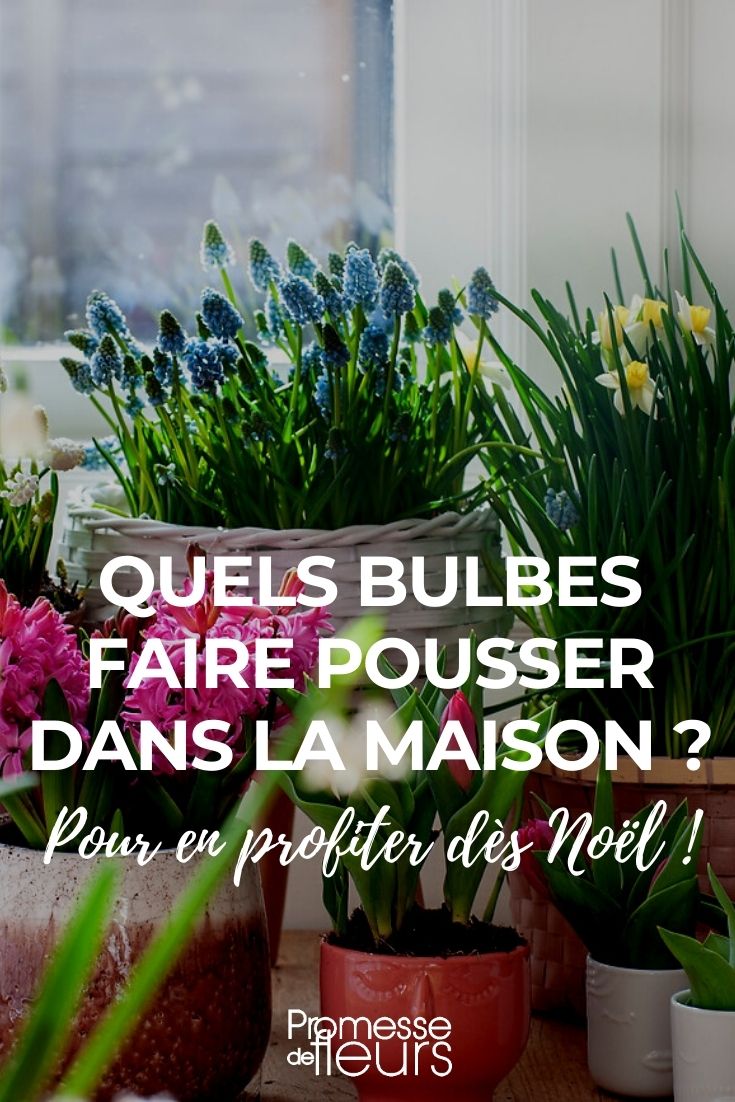 Which Bulbs to Grow in the House Which Bulbs to Grow Indoors?