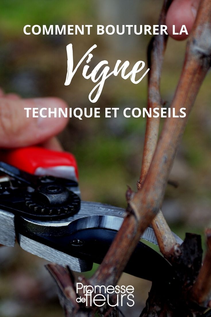 When and How to Take a Vine Cutting?