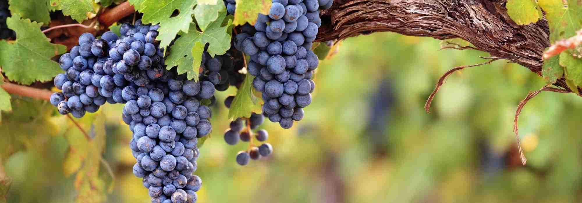 Propagation by cuttings of grapevine: how to succeed with your cuttings?