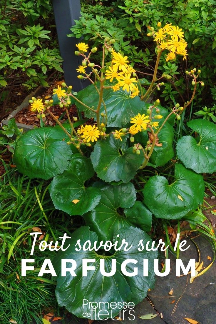Farfugium: Everything You Need to Know Farfugium: Everything You Need to Know