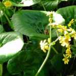 Farfugium japonicum: planting, growing, and caring for it