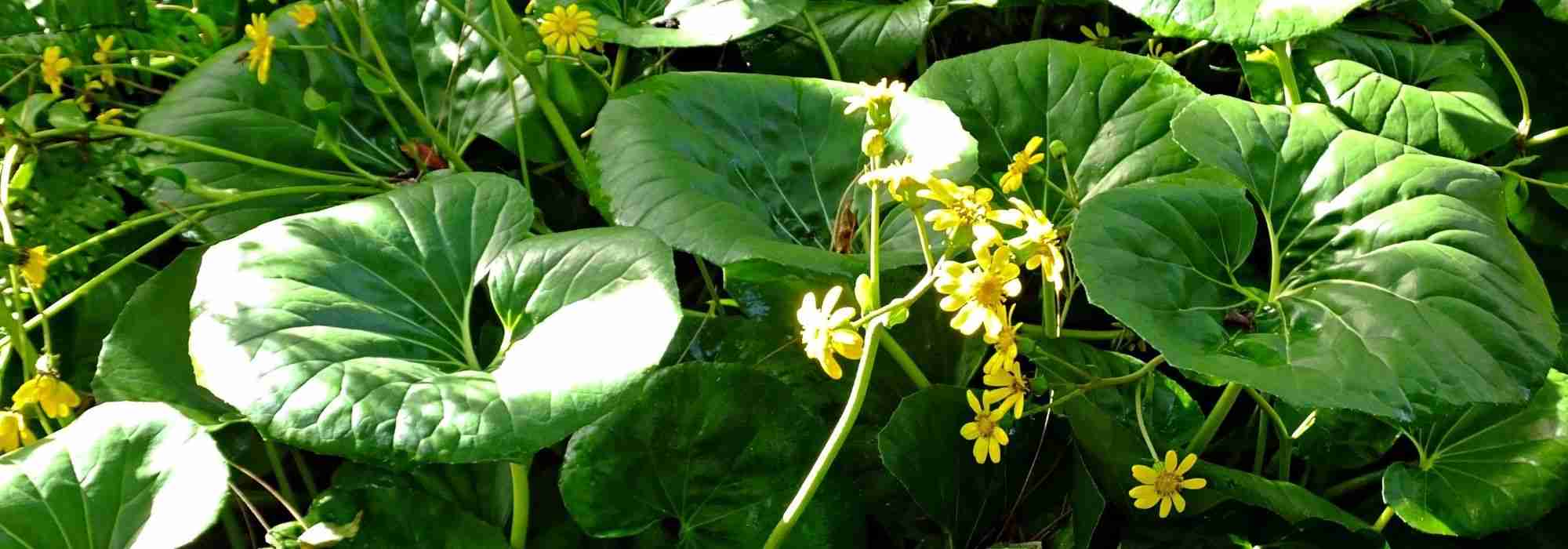 Farfugium japonicum: planting, growing, and caring for it
