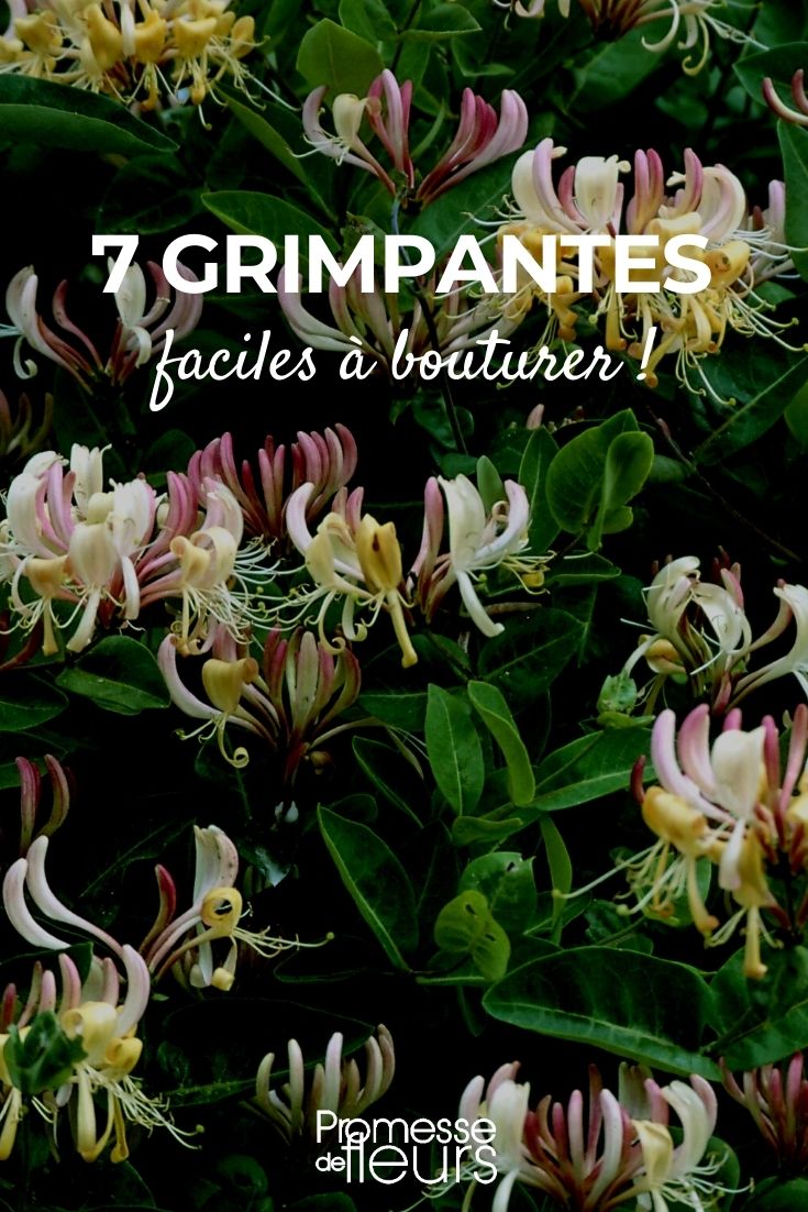 Our Selection of 7 Easy-to-Cut Climbing Plants
