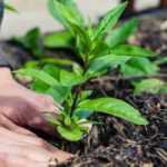 Gardening without back pain: postures and garden adaptations