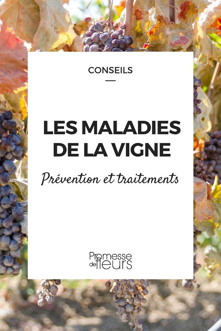 vine disease
