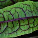 Sorrel: planting, growing, harvesting