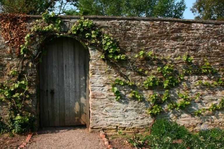 How to train a fruit tree as a cordon?