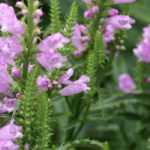 Physostegia: planting, cultivation, maintenance