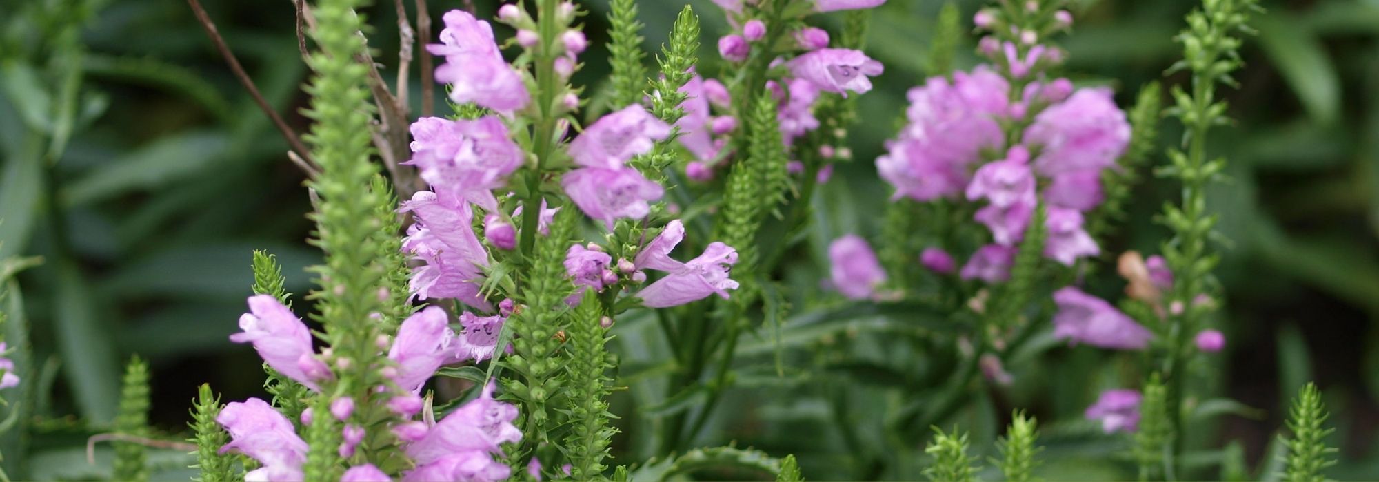 Physostegia: planting, cultivation, maintenance