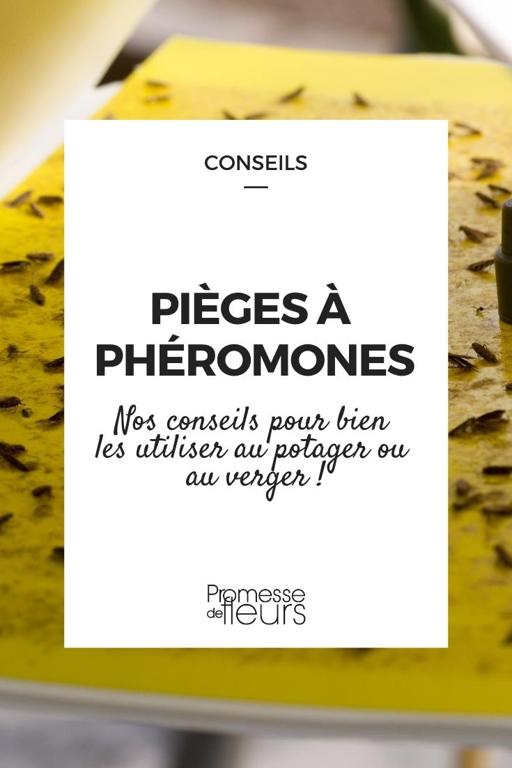 Pheromone trap
