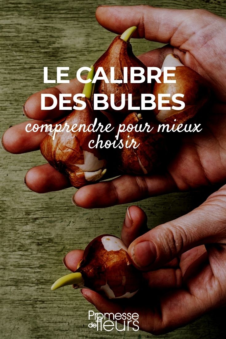 Bulb Sizes - Everything You Need to Know to Make the Right Choice Bulb Size