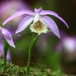 Pleione: planting, growing, and caring for